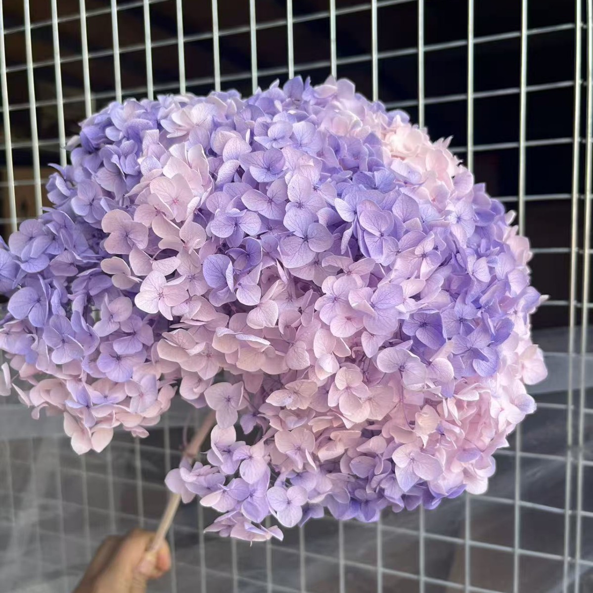 Flores eternas hortenida flores secas Anna hortenida hojas hortenida cabeza de hortenida flores eternas cubierta de vidrio material ramo diy