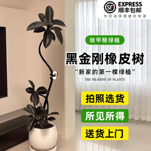 黑金刚橡皮树客厅大盆栽拗造型室内大型绿植办公室四季好养真植物