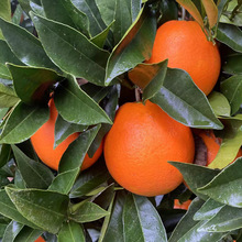 雲陽紐荷爾新鮮水果臍橙維C橙子批發廣柑5斤整箱現摘應季臍橙現貨