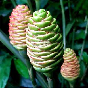 �t�򽪷N�� �Z�ɻ����Π����ؿɴ����{ζ���^�����Բ�ș