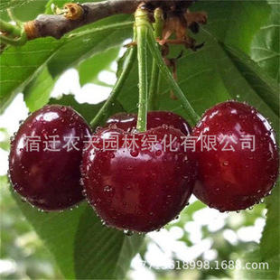 �t�����Ҙ��m�ϱ���ͥԺ�҃����Ե��Լ޽ә��Ҙ��܇���ә��Ҙ���