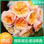 奥斯汀四季大花庭院月季
