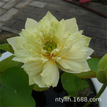 �S����ź�Nź��ɏź�N����ɻ�����ˮ�B��Ͱˮ������߮aɏź�Nֲ