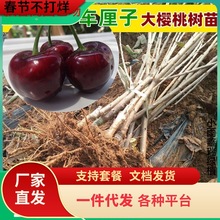 һlҘϷNֲԵˮľ޽Ӱ܇