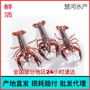 �����r��С���r���l�F؛���r��ˮС���r456�X�����мt���w���r��