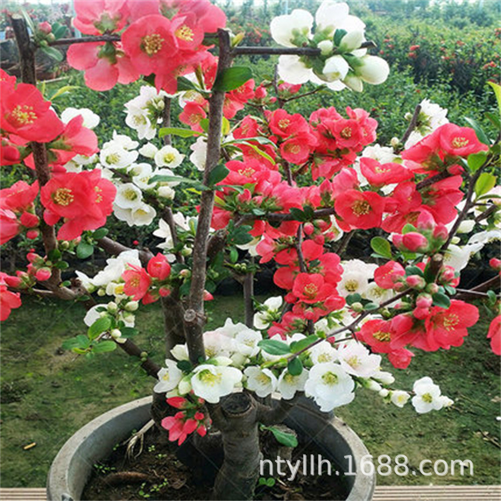 O1CN01ODC7zR1cmXUOQs3U1_!!2206