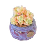 劳尔带香味多肉植物群生多头罗琦老桩肉肉植物办公室内盆栽花卉