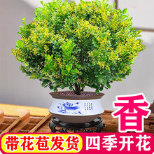 香水米兰花盆栽茉莉花卉植物室内驱蚊绿植浓香四季开花苗阳台好养