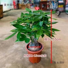 lֲؔҿ͏dlؔ䘶kļֲl̫