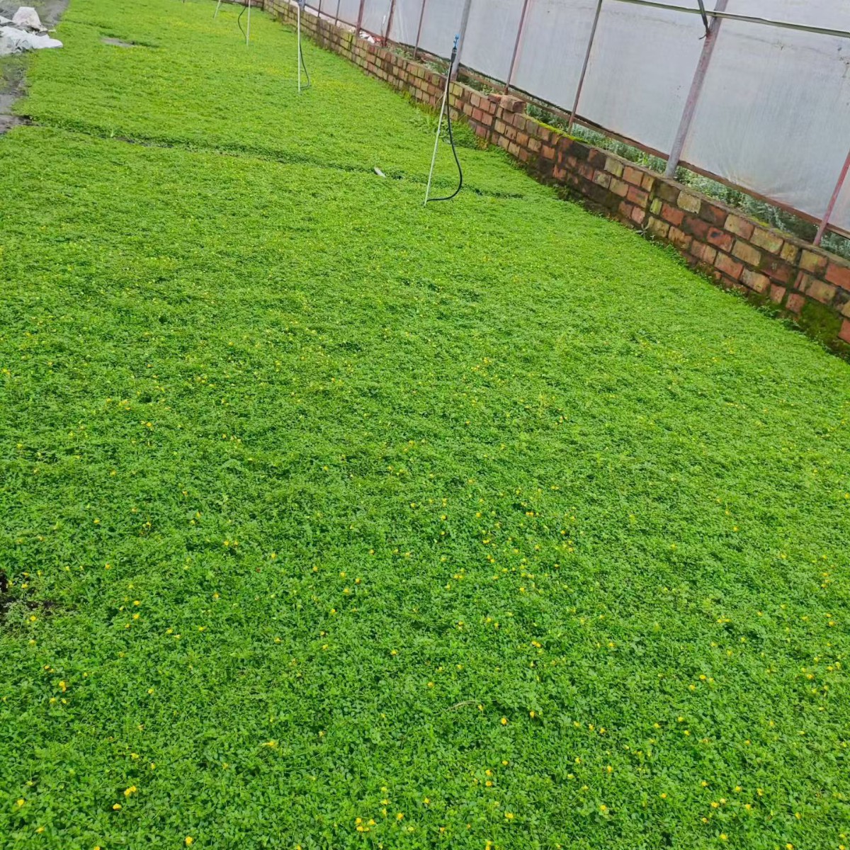 重庆贵州四川金莎蔓冠幅15金莎蔓冠幅10金莎蔓冠幅20金莎蔓高度