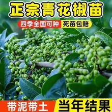 ĴhԴٽ໨o̻G齷绨