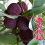 南方北方种植盆栽树苗