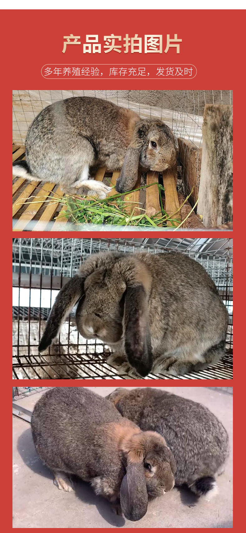 公羊兔详情_04.jpg