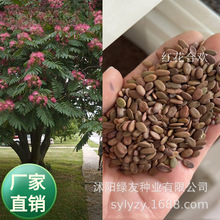 批发红花合欢种子 合欢 行道树种子豆科 落叶大乔木耐干旱和贫瘠
