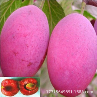 1����������޽����������������������÷��������Ԯ���Y��