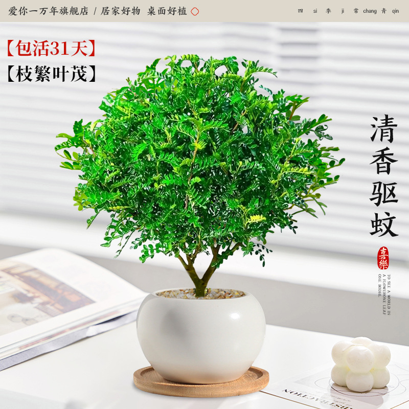 고급 향고추나무 + 백옥 세라믹 세면대 + 대나무 쟁반 (포장석 + 영양액 포함)