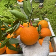 重庆市奉节脐橙72-1果园一件代发 当季水果非赣南脐橙