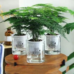 Asparagus Potted Green Plant Indoor Soil Hydroponic Plant Cloud Bamboo Bonsai with Pot Flower Living Room All Year Round Evergreen Asparagus Seedlings