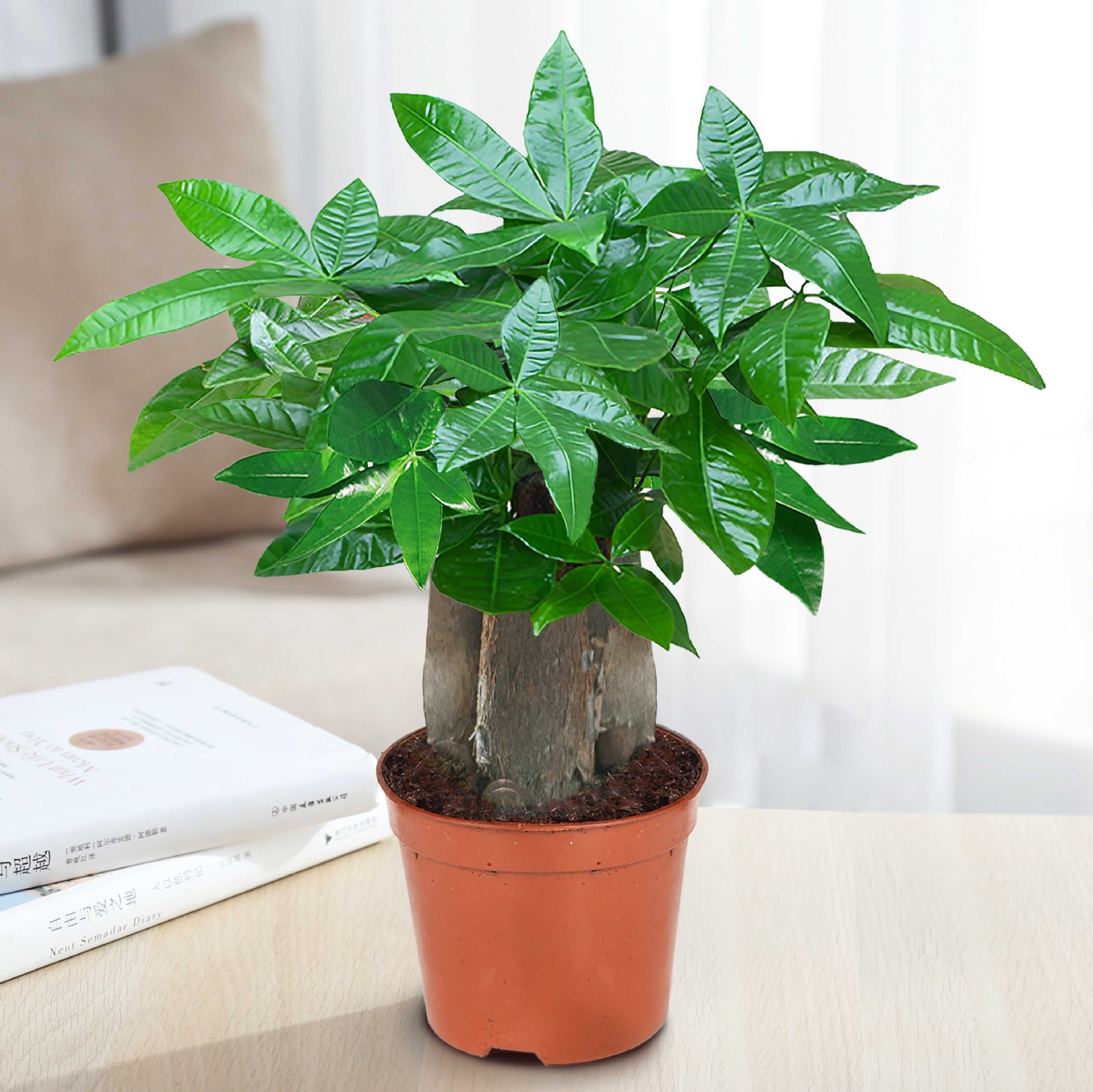 árboles ricos pequeñas plantas de maceta flores verdes plantas de oficina absorción de formaldehído árboles hidropónicos de bambú de lapis verde buena alimentación maceta