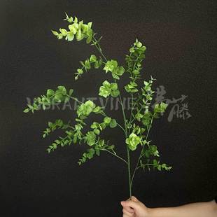 ����Gֲ27���ȼ����Ҿ�ܛ�b�쾰��ֲ��ɭϵ��Y�����~�Ŀ羳���Q