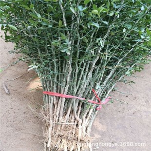 ���l������ ������؛ �߶�30�������� �F�ڬF�l������