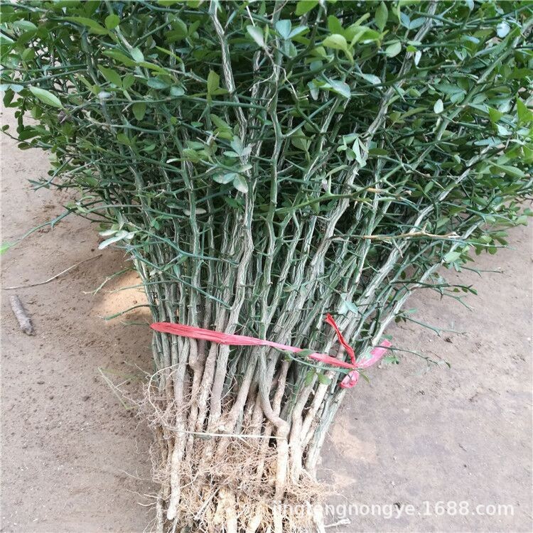 枸橘苗