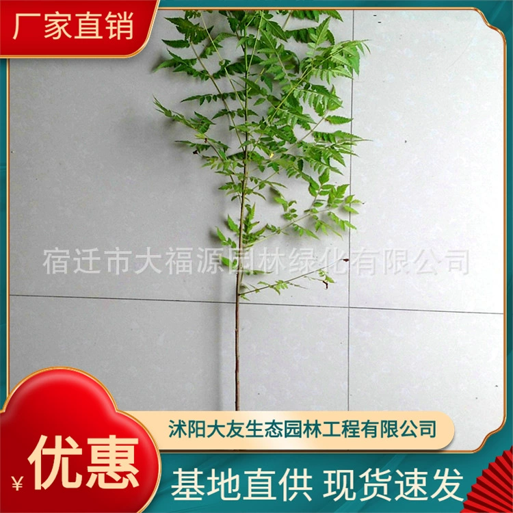 Поставка различных растений базы прямых продаж Keelreuteria paniculata проект озеленения рассады