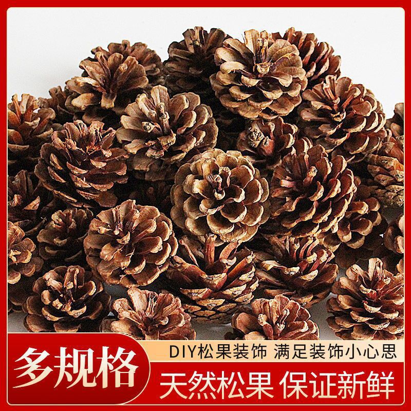 Procesamiento y embalaje de piñas Flores secas personalizadas Pinus olinus americano Pinus olisina local Pinus scale hilo colgante de piñas naturales image 8
