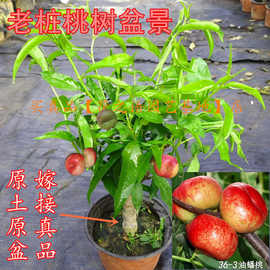 【源头基地】矮化桃树苗嫁接盆景蟠桃树苗盆栽地栽南北方种植耐寒