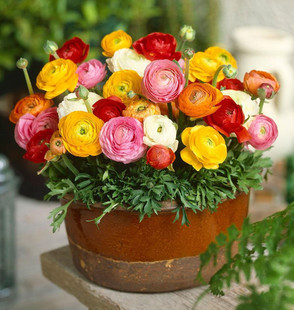 Celery Leaf Ranunculus Root Peony Flower Bulb Balcony Garden Plant Multi-Season Planting for Viewing