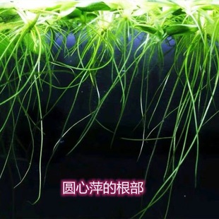 Round Heart Duckweed Leopard Print Duckweed Aquatic Plants for Water Purification Hydroponic Green Plants Courtyard Fish Shrimp Turtle Tank Landscaping Floating Aquatic Plants