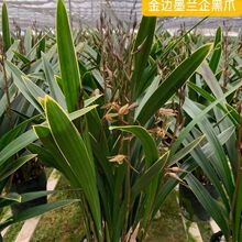 金边墨兰企黑爪 浓香型客厅摆放花 懒人养不死盆景阳台花卉绿植