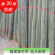 竹子1米2米細竹竿子菜園搭架子園藝竹桿粗籬笆彩旗桿豆角架楠竹子