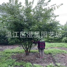 成都苗木 丛生三角枫 产地直销 质量保证 规格品种齐 一站服务