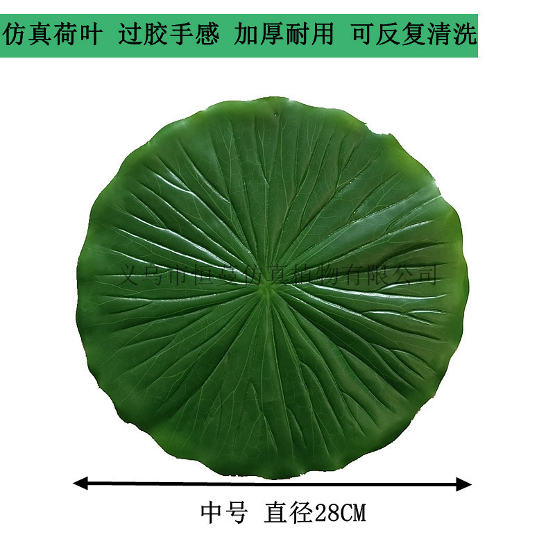 Daun teratai sedang