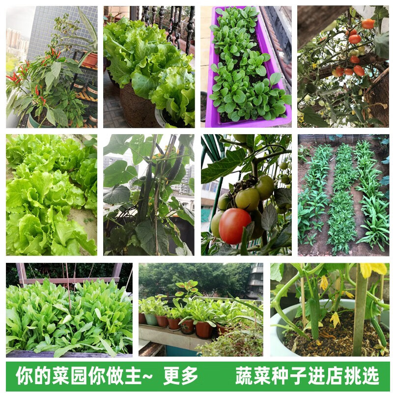 Los fabricantes de fuentes de semillas de hortalizas venden al por mayor semillas de hortalizas de cuatro estaciones, plantas en macetas de balcón, semillas de frutas, semillas de hortalizas