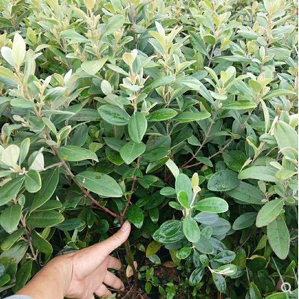 果树捻子树苗果树捻子果苗山捻子苗乌稔桃金娘树苗果苗盆栽棯子苗