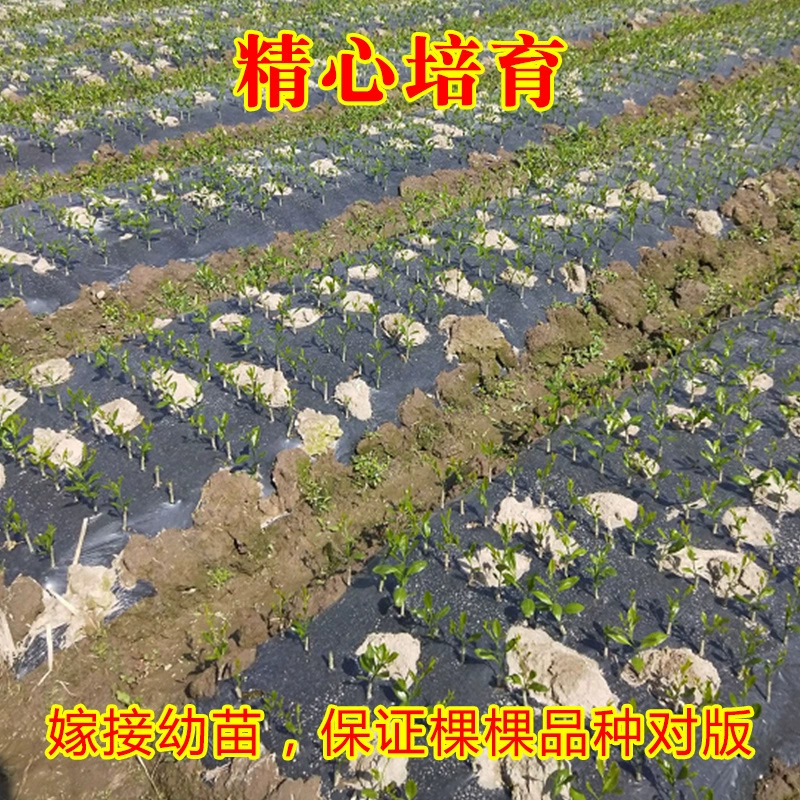 Сахарный песок апельсиновый саженец прививка сахар апельсиновый саженец в горшке Цитрусовые плоды без косточек саженец кумкват плод года Южный