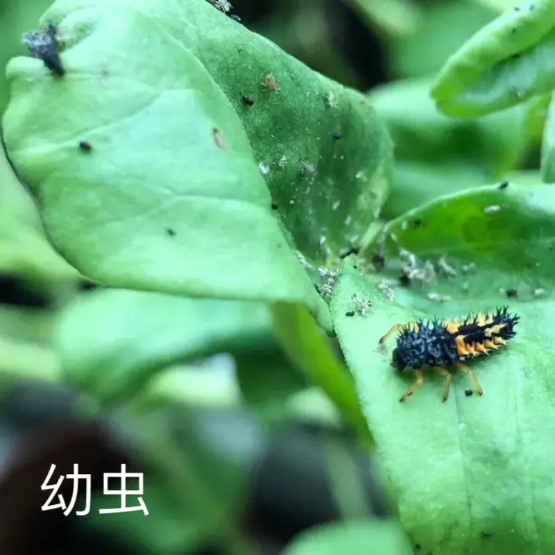2、瓢虫幼虫.JPG
