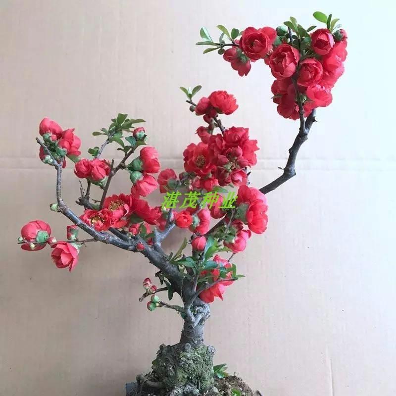 海棠花种子 夫妻海棠花种籽 盆栽室内阳台多年生花卉四季易种花籽