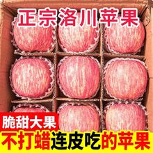 苹果批发精选陕西洛川红富士脆甜冰糖心整箱新鲜水果代发厂家直销