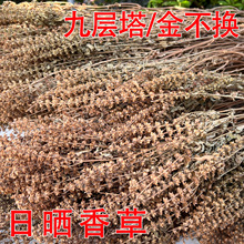 九层塔草金不换中草药材野生全颗晒干茴香草罗勒农家自晒无硫干品
