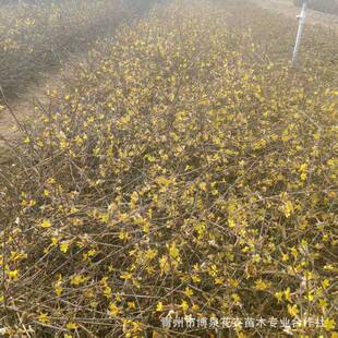 �G�������Ե��������ͺ�ֲ��ӭ�����紹�������B�N������ͥԺ�̨