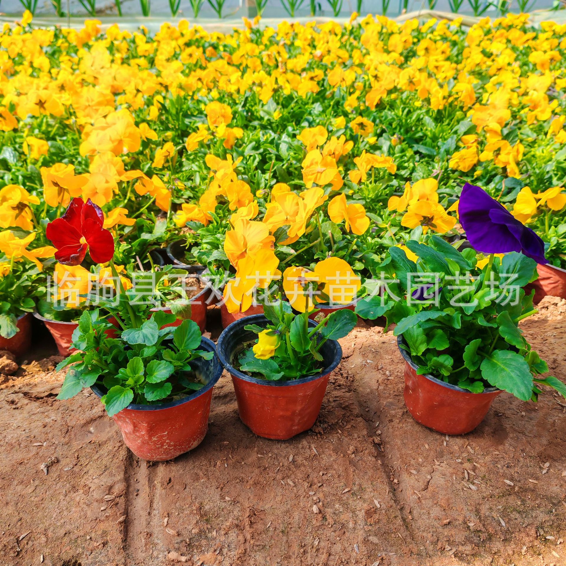 0fed05e2-a6af-49f1-bd52-72dcd3