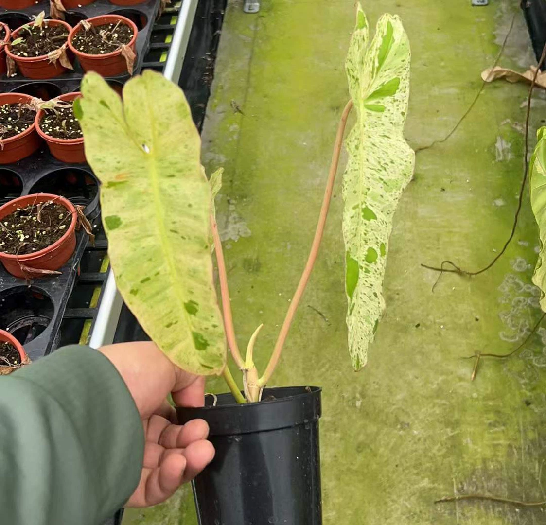 [Базовые прямые поставки] Лиственные растения Цветы Домашняя сеть Красные растения в горшках 120 Зеленый рай