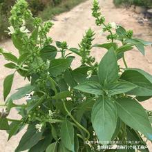 批发新鲜盆栽香料擂茶植物可食用九层泰国塔调味罗勒金不换叶花潮