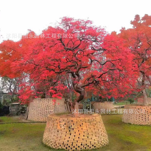 ��ë�����Ԅe���������͘侰�^�쾰��·�@�ֹ��̾G�����ͺ�����