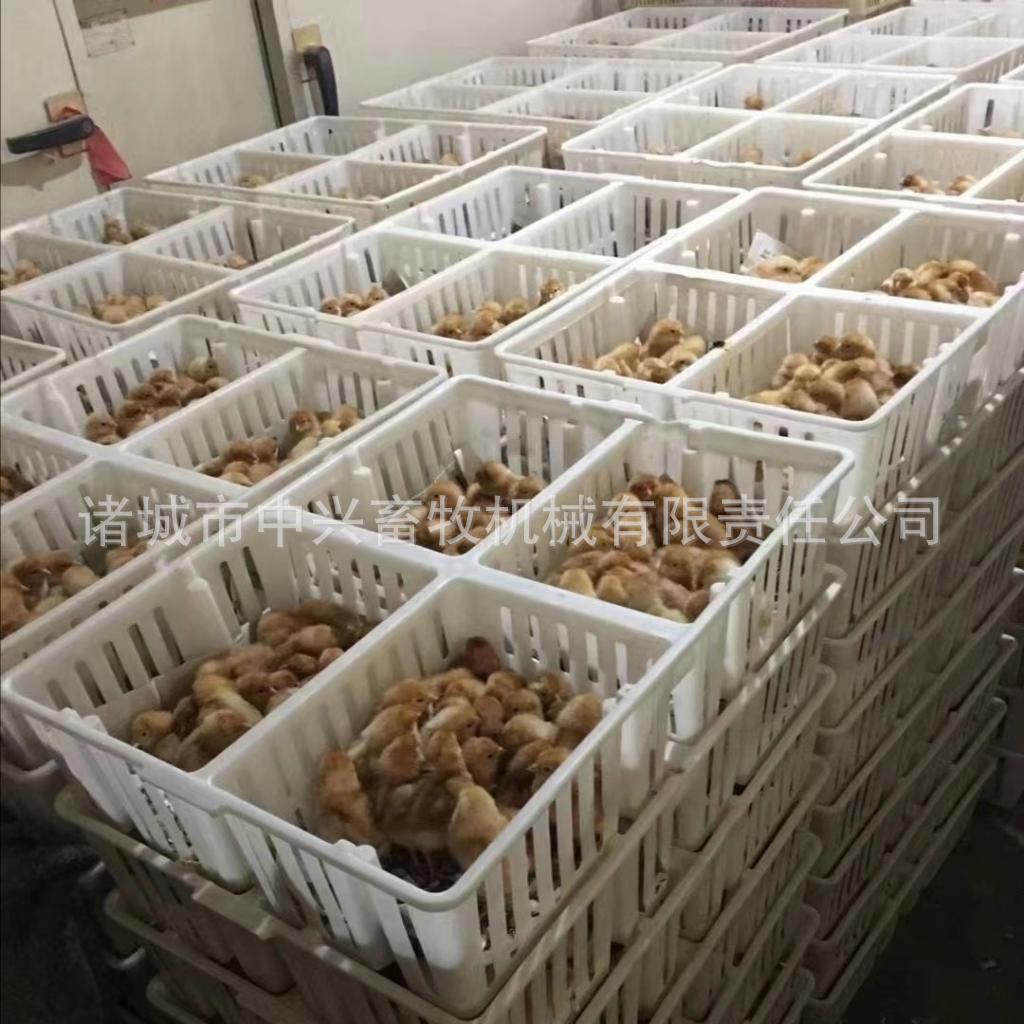孵化场专鸡苗箱 装小鸡筐 塑料雏鸡箱直销