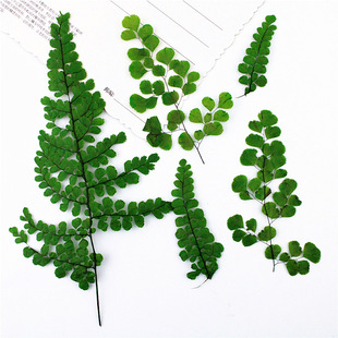 Adiantum Dye Green with Branched Leaves True Leaves Plant Specimen Dried Flower Embossed Mobile Phone Shell Leaves Sticker