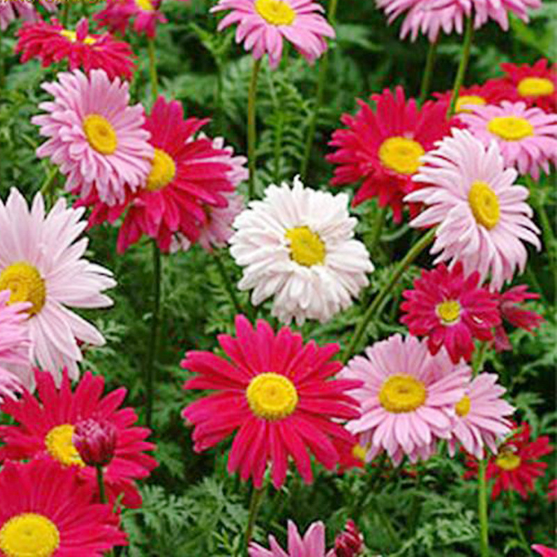 Semillas de flores, semillas de flores.